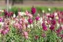 Muflier (Gueule de loup), Mélange (Plante annuelle ou bisannuelle)