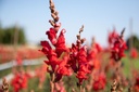 Bocca di leone, Rosso scarlatto cardinale