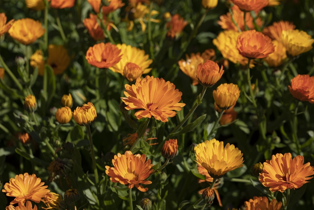 Common marigold (Pot marigold), Simple orange (annual)