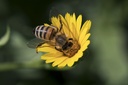 Field marigold (annual)