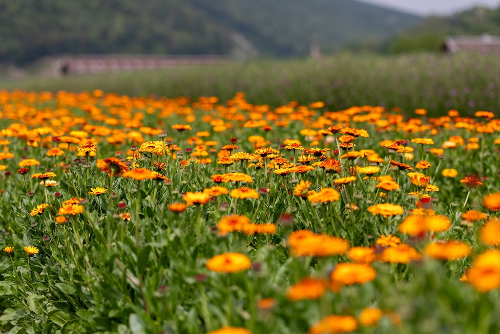 Ringelblume, Mayaan