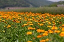 Common marigold (Pot marigold), Mayaan