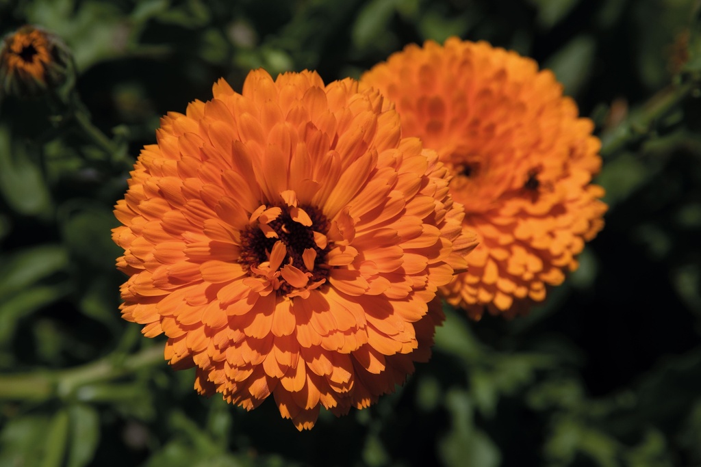 Calendula officinale, Meraviglia arancione