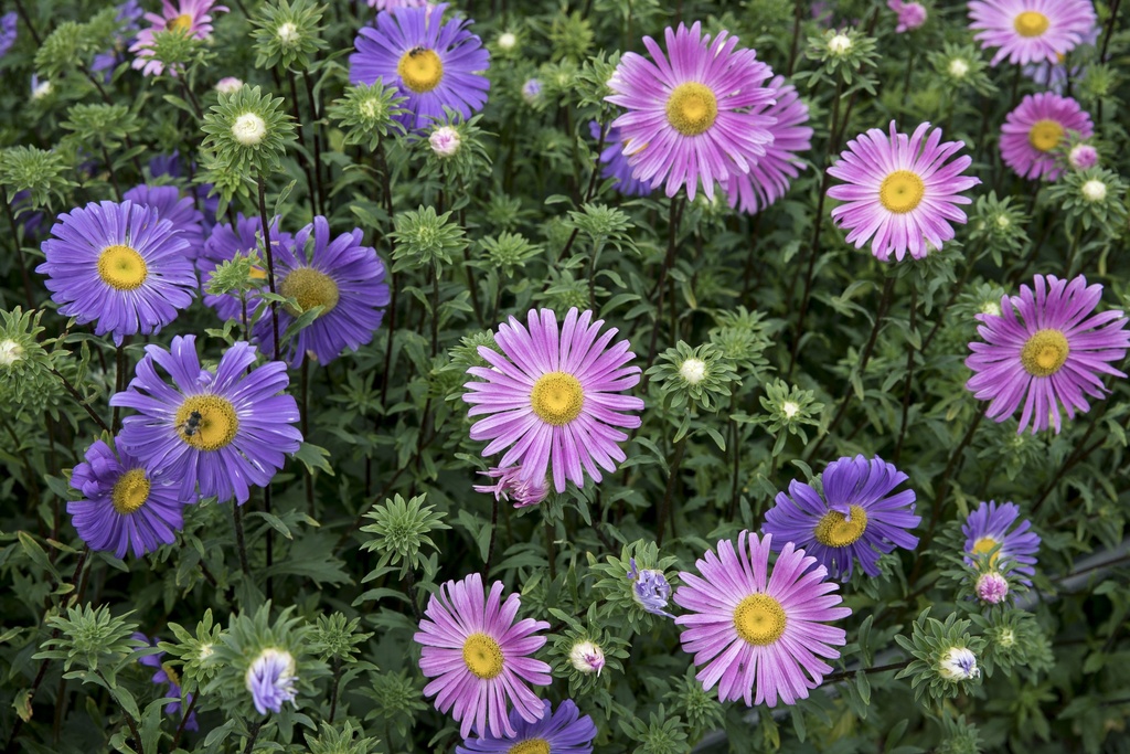 Reine Marguerite, Simple mélange (plante annuelle)