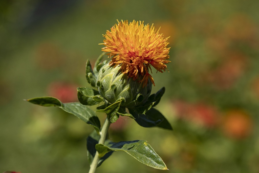 Carthame des teinturiers, Orange (plante annuelle)