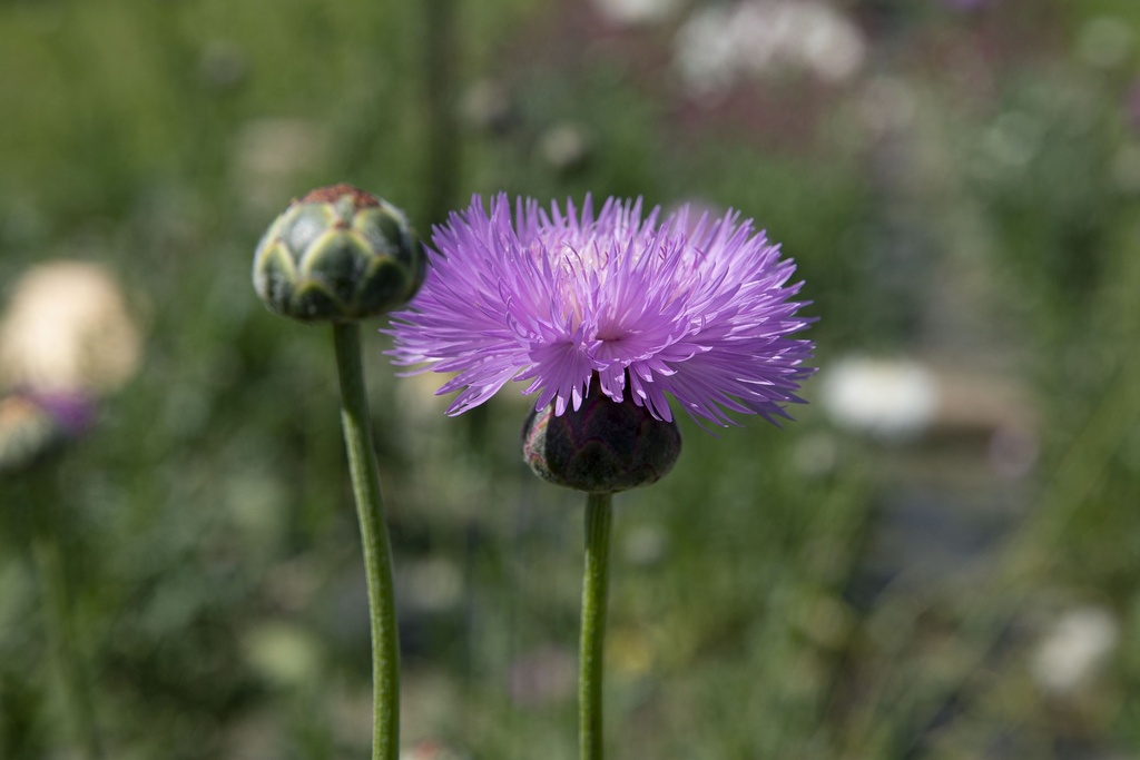 Centaurée Ambrette, Mélange