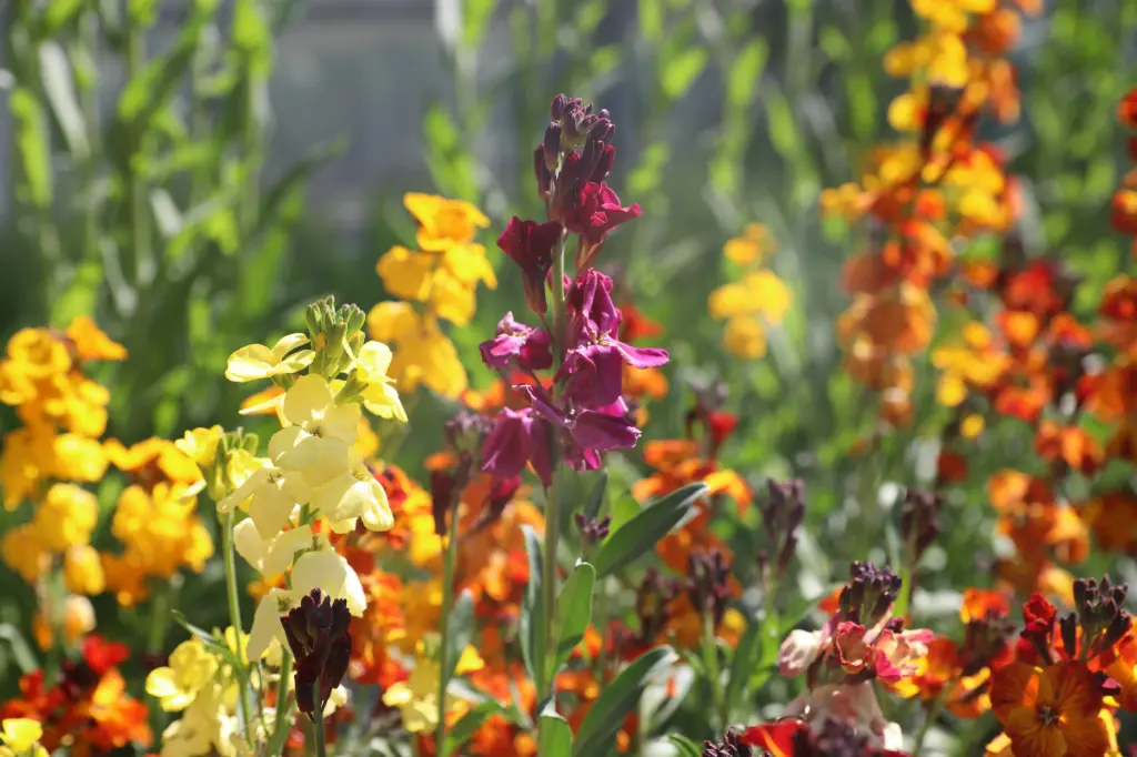 Wallflower, Mixed (biennial to perennial)