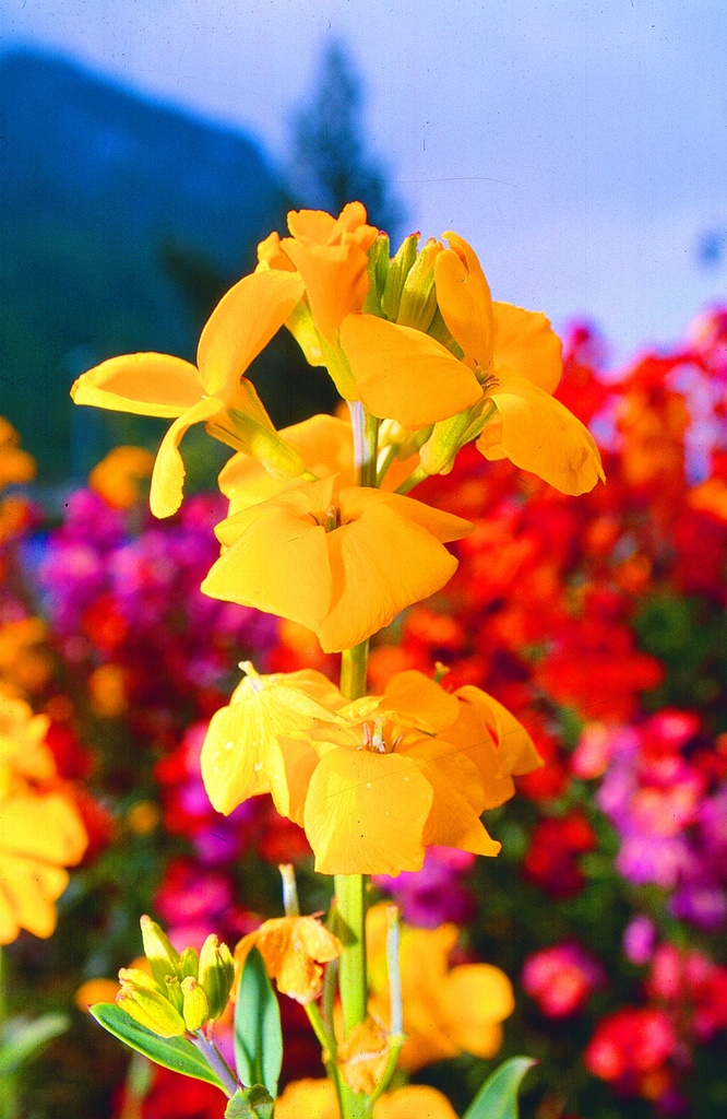 Wallflower, Mixed (biennial to perennial)