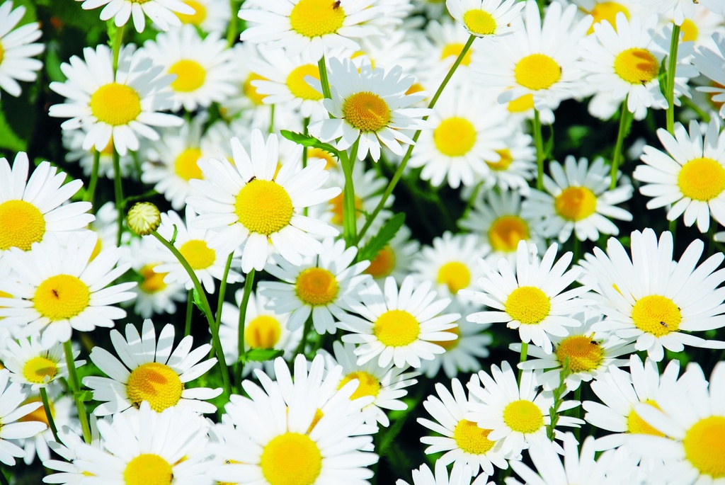 Ox-eye daisy, Grandeur mixture (annual)