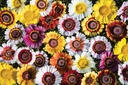 Chrysanthème à Carène 'Mélange Extra'