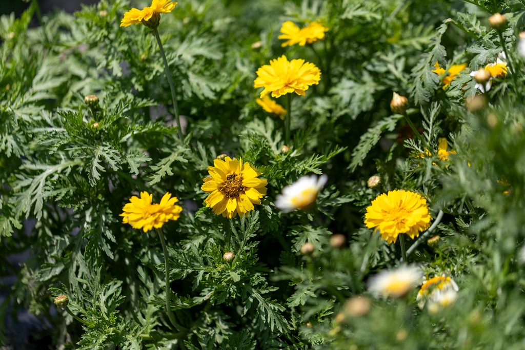 Crown daisy (Edible chrysanthemum), Yellow wreath (annual)