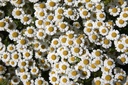 Feverfew (perennial)