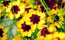 Tickseed (Coreopsis), Pastel-coloured mix (annual)