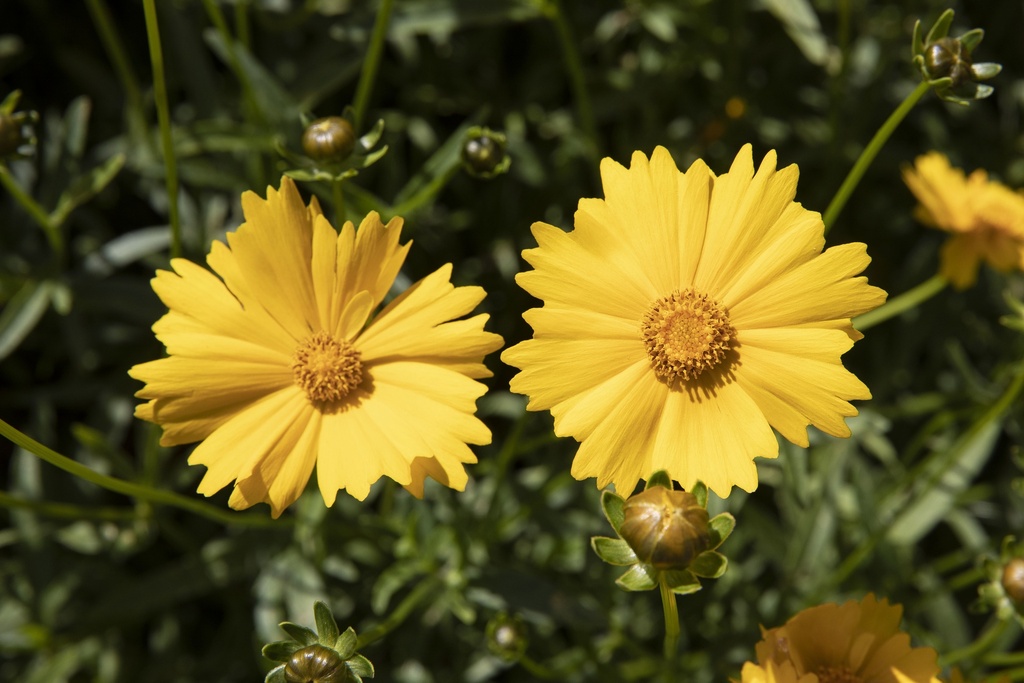 Coréopsis à grandes fleurs