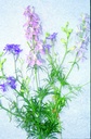 Larkspur (Delphinium), Mixed (annual)