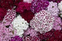 Sweet William, Mixed (biennial)