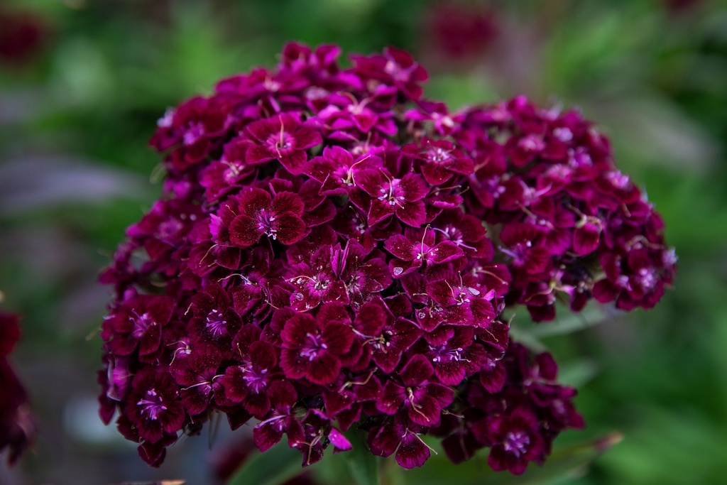 Oeillet des Poètes, Violet Foncé