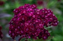 Oeillet des Poètes, Violet Foncé