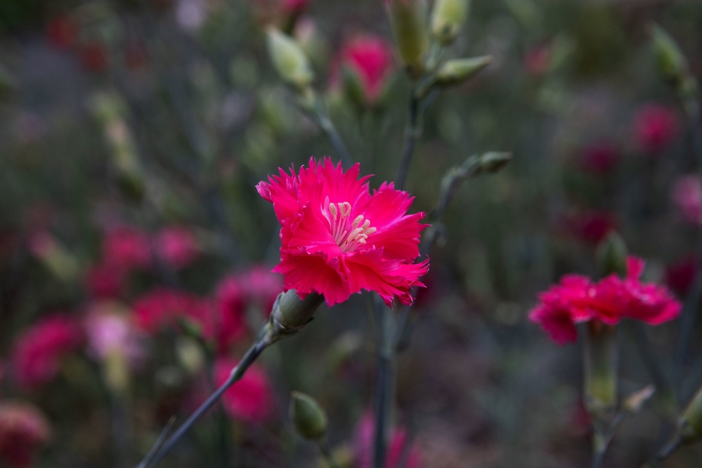 Œillet des fleuristes, Œillet commun