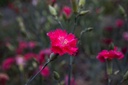 Carnation (Clove pink)