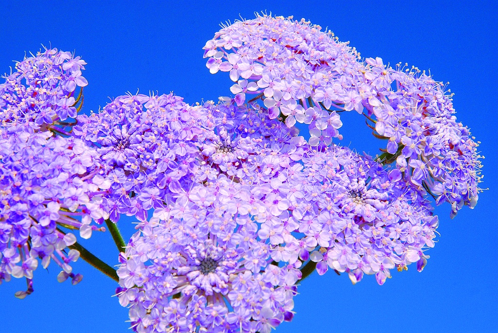Blue lace flower, Sky Blue (annual)