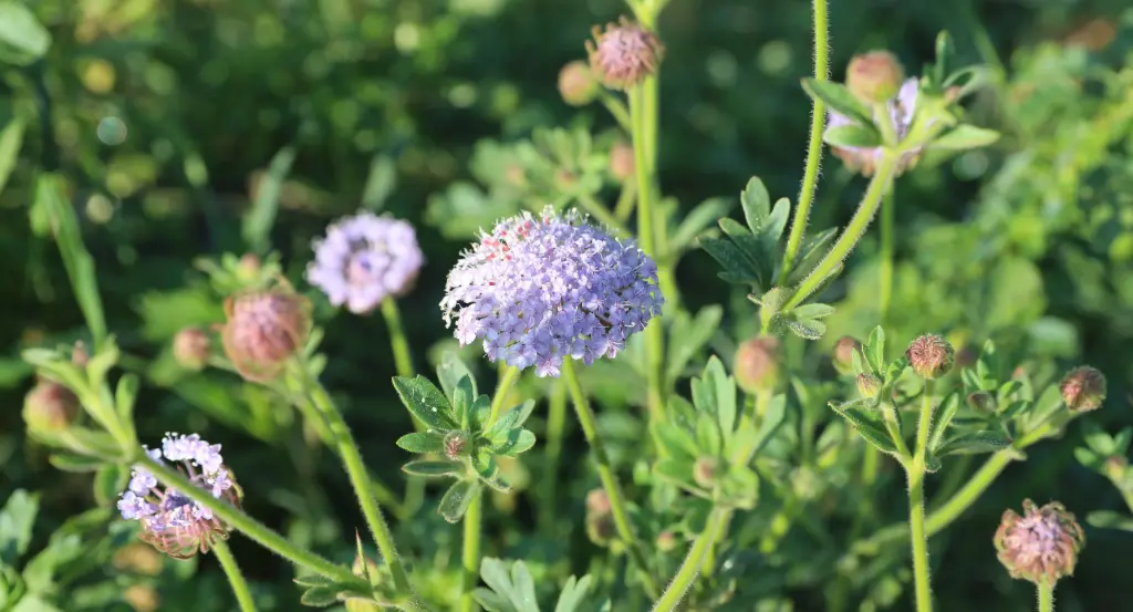 Didiscus, Bleu Lavande