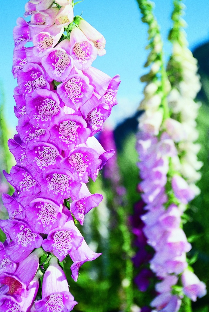 Digitale, Mélange (plante bisannuelle)