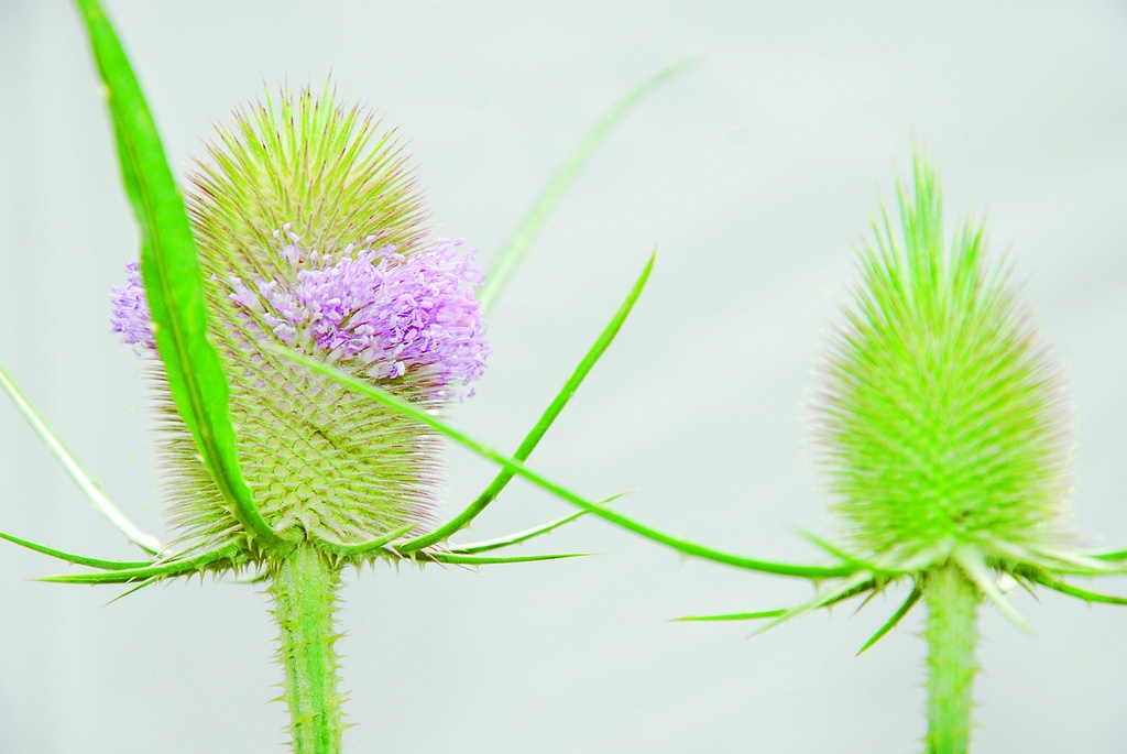 Wild teasel (annual- to biennial wild plant)