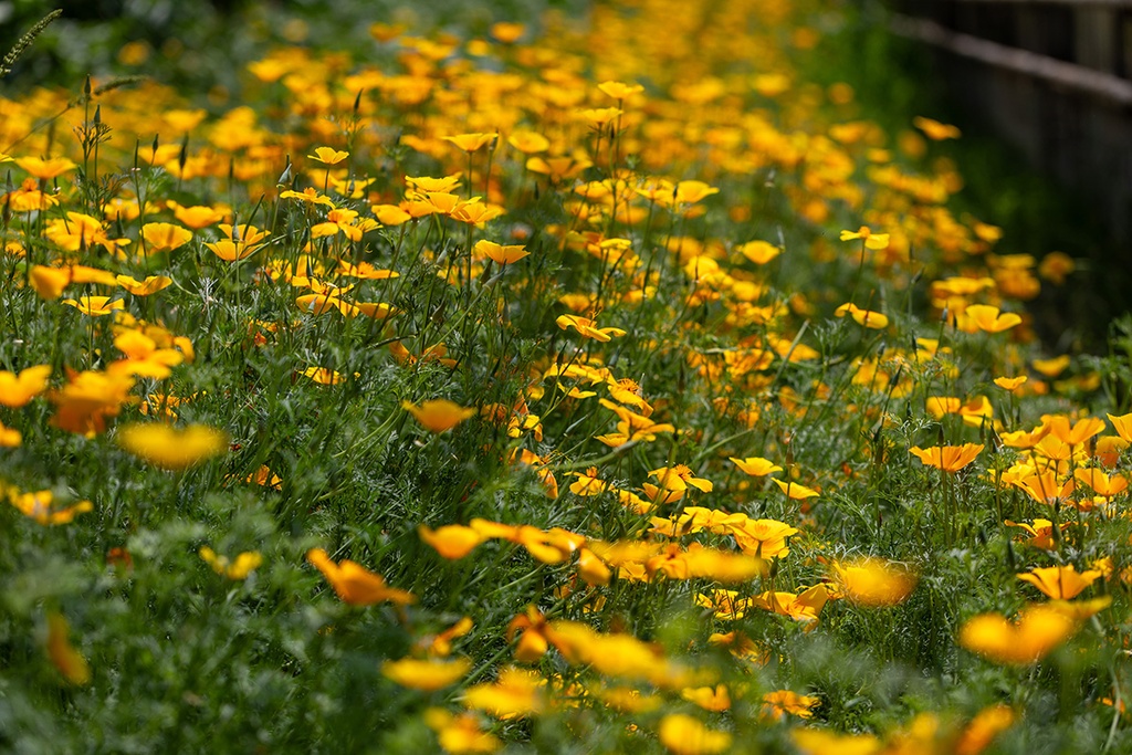 Pavot de Californie, Orange (plante annuelle)