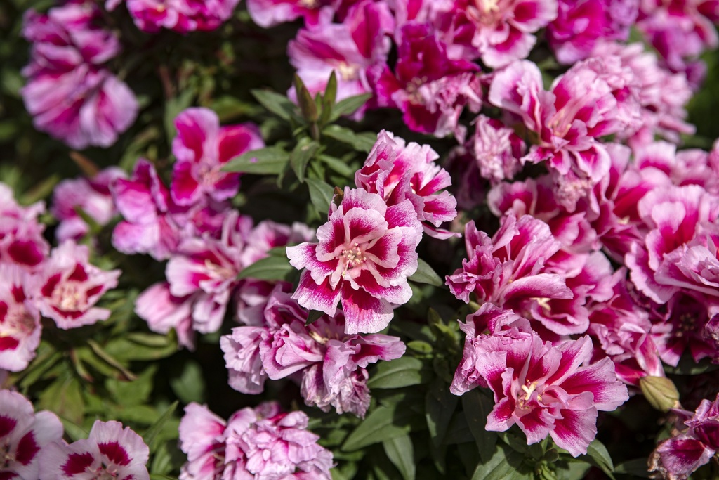 Godetia 'Fleurs de satin'