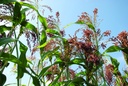 Sorghum (Millet)