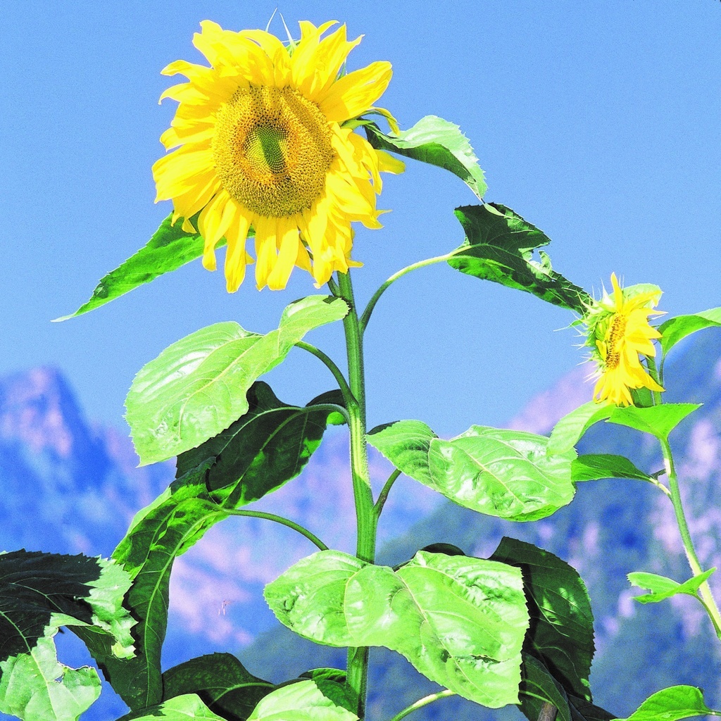 Tournesol, Joyeux Géants