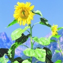 Sonnenblume, Freundlicher Gulliver