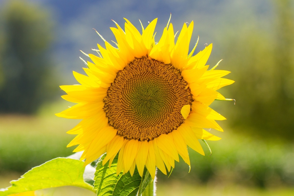Sonnenblume, Italienische Sonne