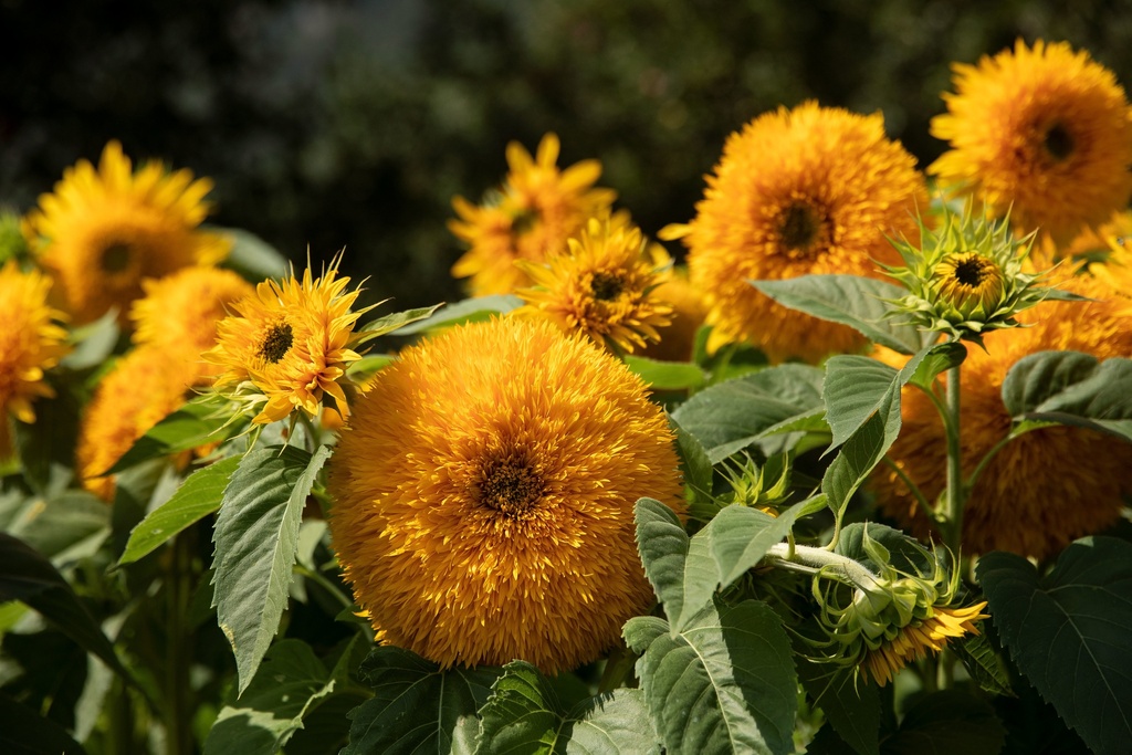 Tournesol, Goldy Double