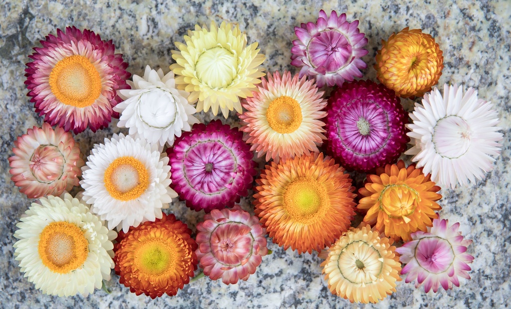 Strawflower (Golden everlasting), Mixed (annual)