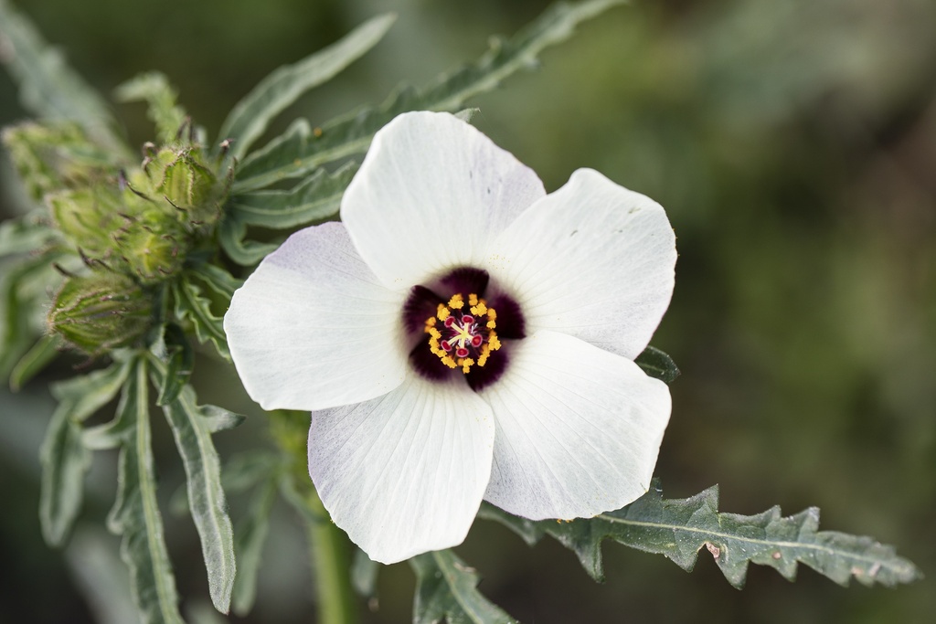 Flower-of-an-hour (Bladder hibiscus) (annual)