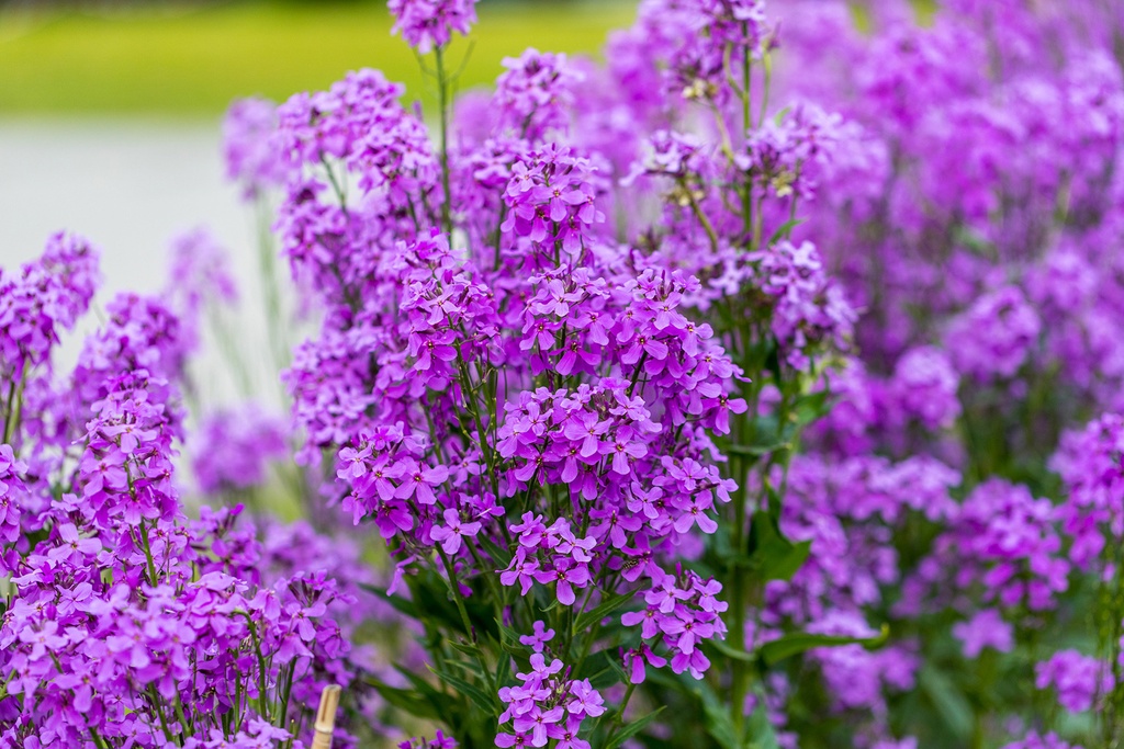 Julienne des jardins, Bleue (plante bisannuelle)