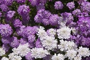 Garden candytuft (Iberis), Mixed (annual)