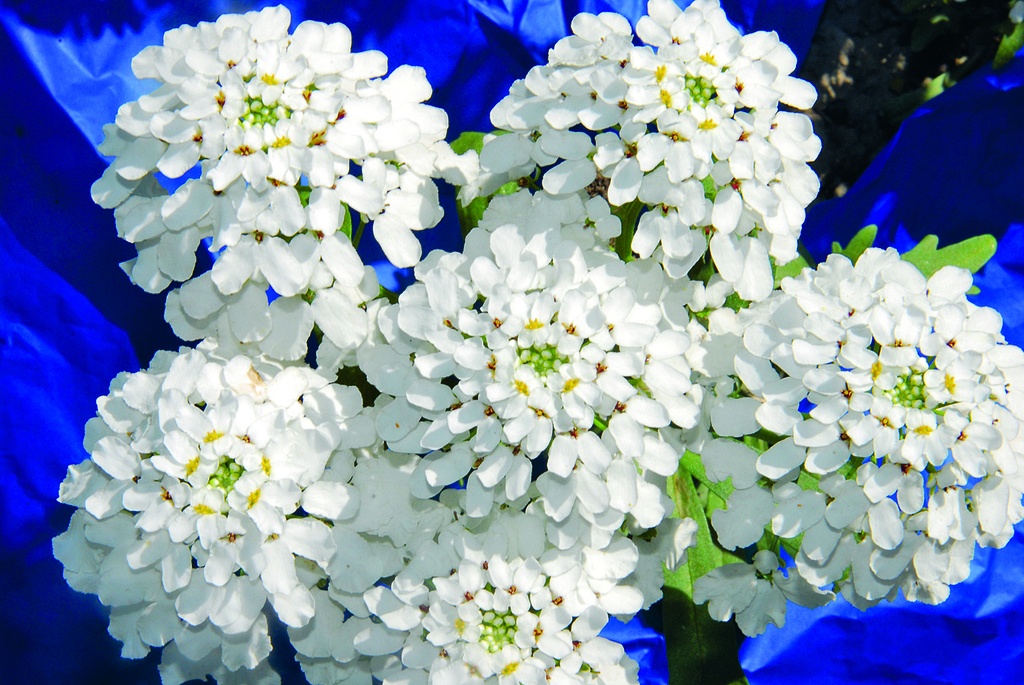 Garden candytuft (Iberis), White star (annual to biennial)