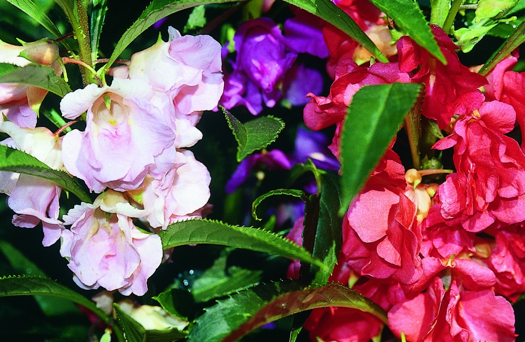 Balsamine, Gemischt