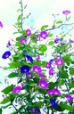 Ipomea 'Pink-Blue'