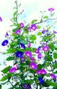 Morning glory, Pink-blue (annual)