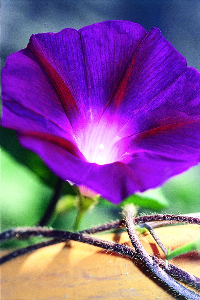 Ipomée (Volubilis), Velour de nuit (plante annuelle)