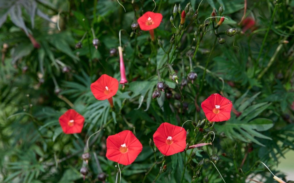 Cardinal climber (annual)