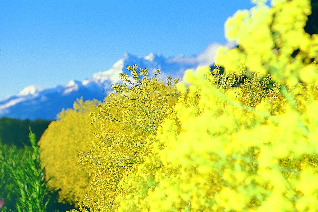 Pastel des Teinturiers