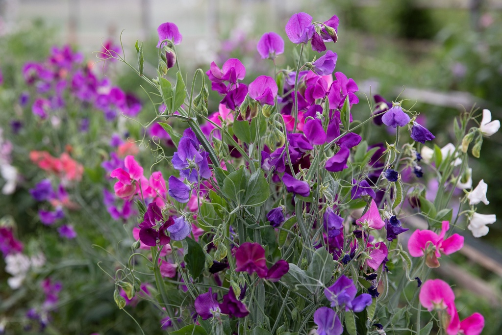 Fragrant sweet pea, Magnificent mixture (annual)