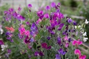 Pois de senteur, Mélange (plante annuelle)