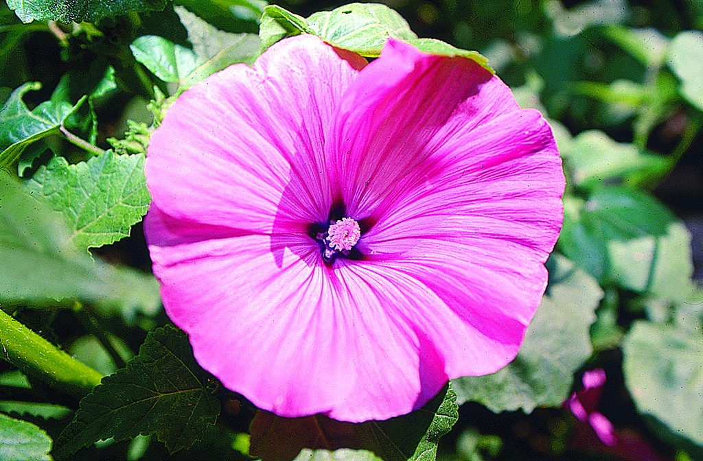 Bechermalve 'Rosablühend' (einjährig)