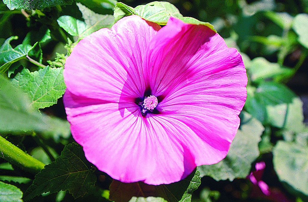 Lavatère, Rose (plante annuelle)